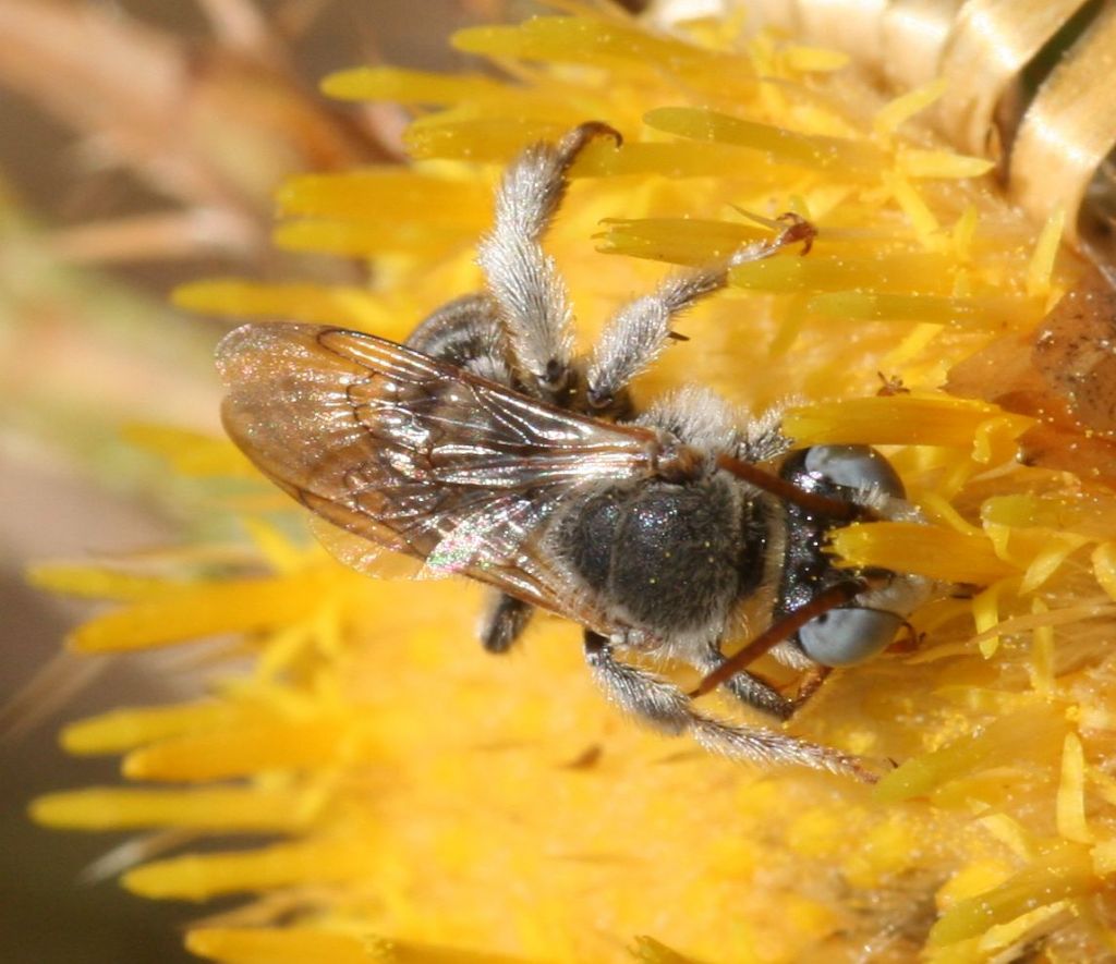 Tarsalia ancyliformis mediterranea ♀ / ♂ (Apidae Anthophorinae)