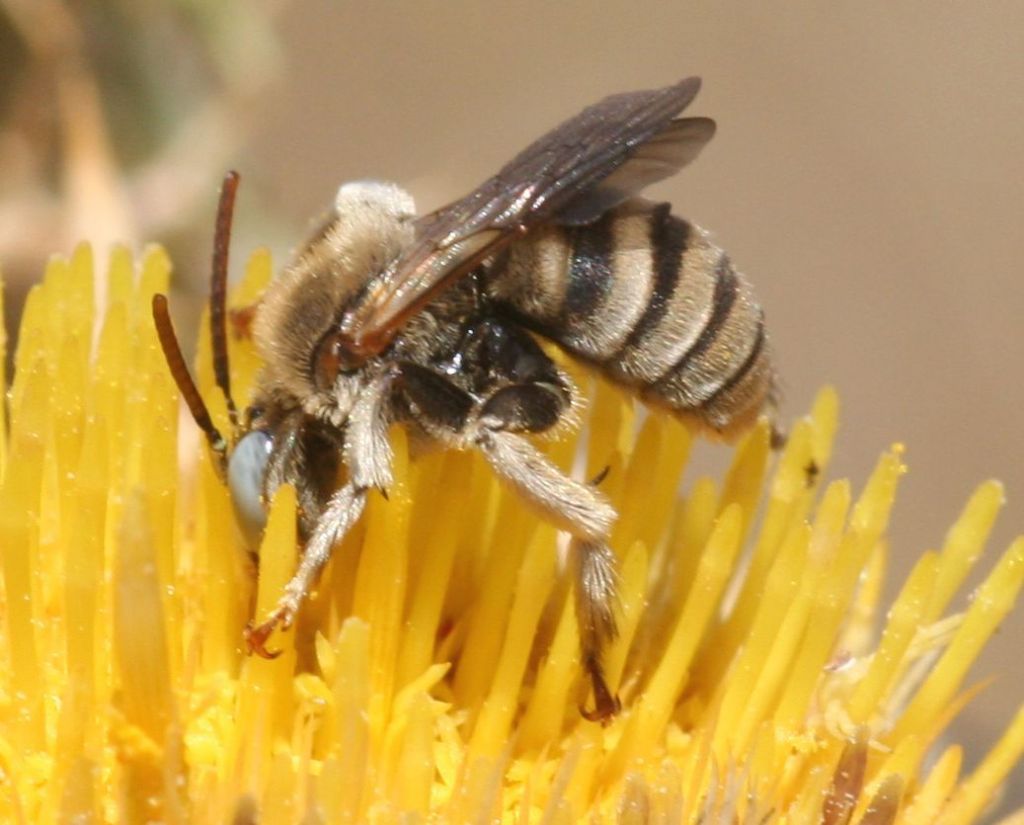 Tarsalia ancyliformis mediterranea ♀ / ♂ (Apidae Anthophorinae)