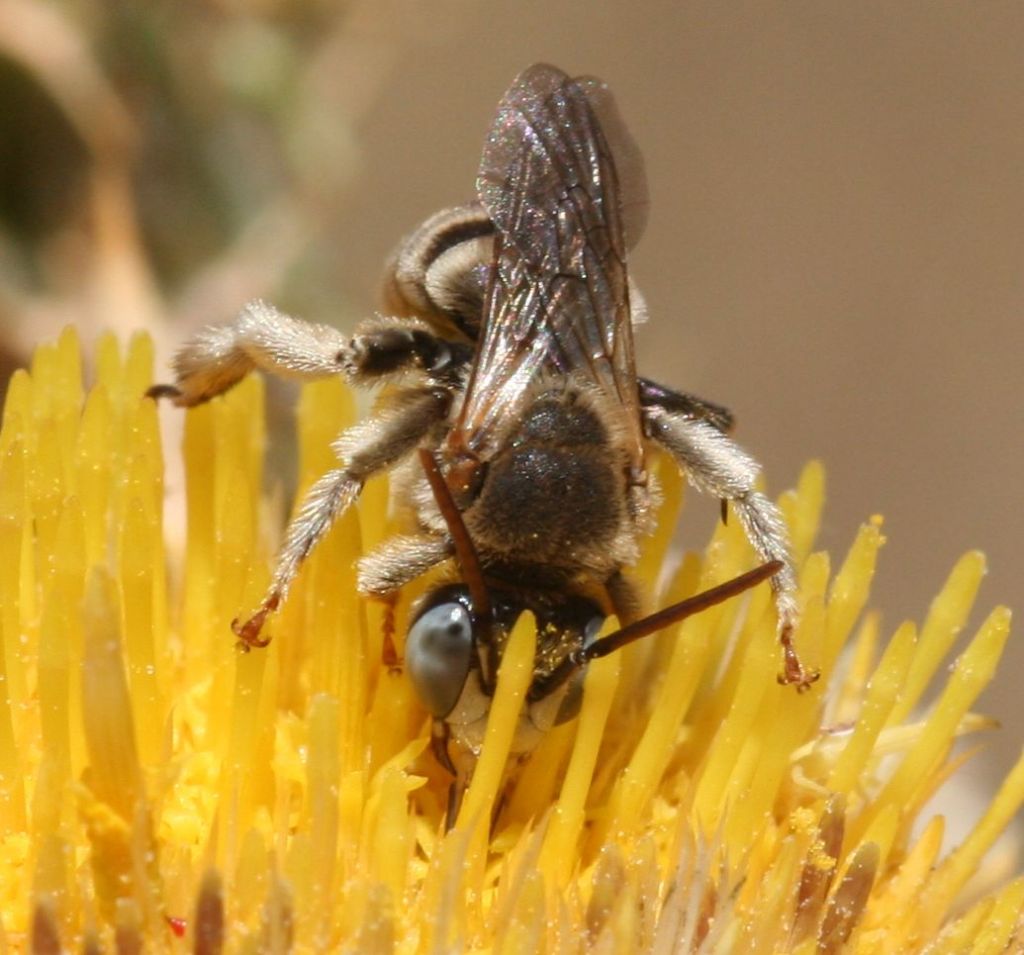 Tarsalia ancyliformis mediterranea ♀ / ♂ (Apidae Anthophorinae)