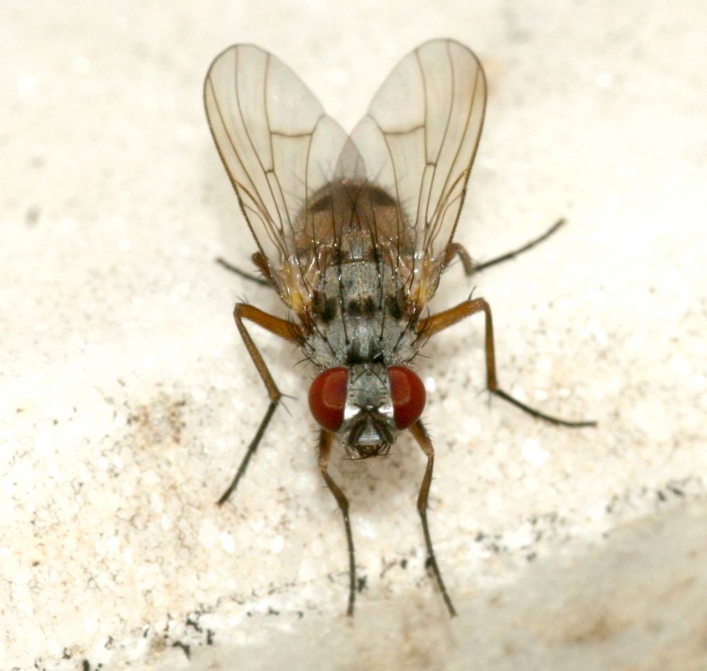 Muscidae: femmina di Helina clara