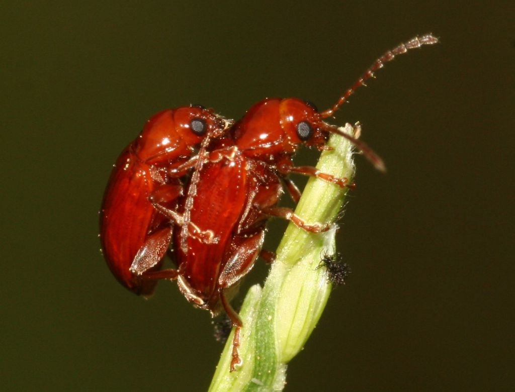 Asiorestia cfr. impressa (Chrysomelidae) in accoppiamento.