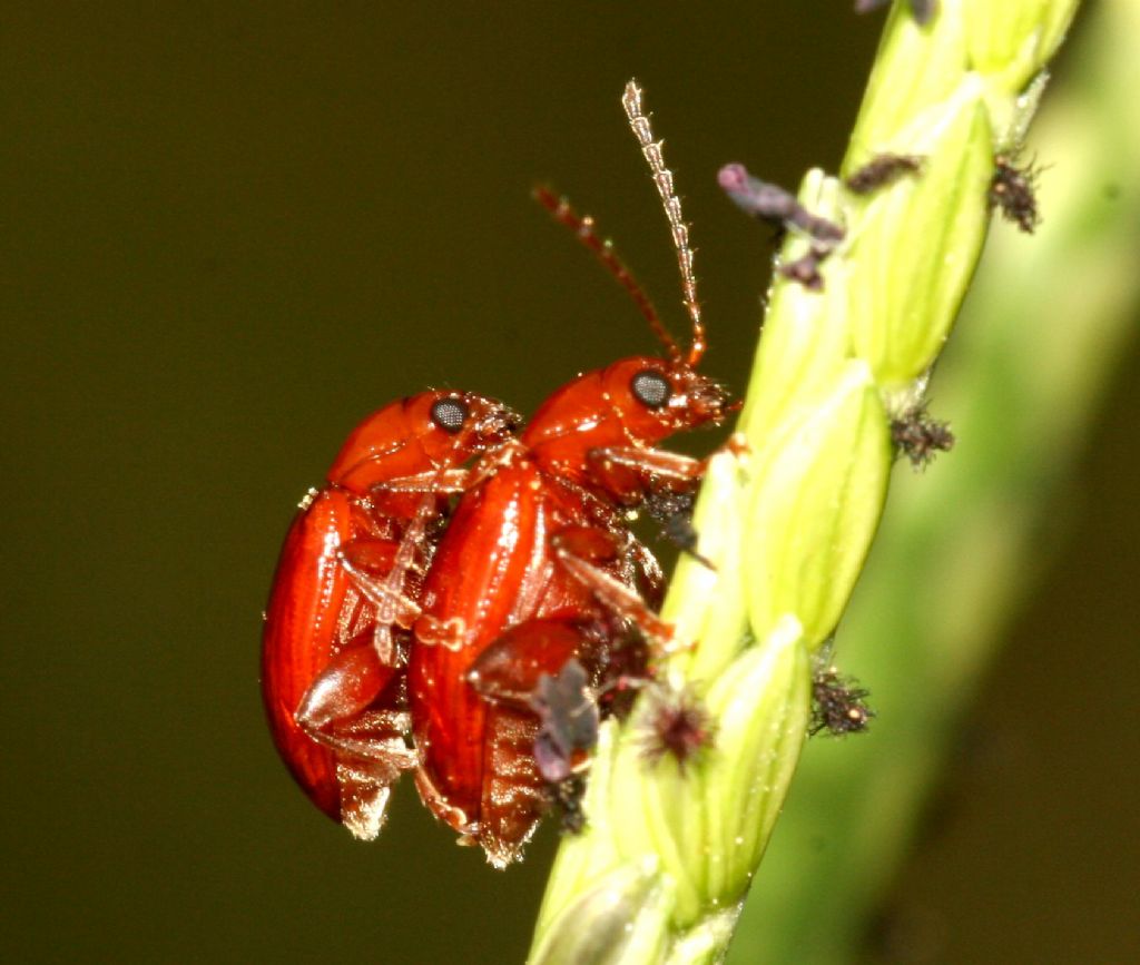 Asiorestia cfr. impressa (Chrysomelidae) in accoppiamento.