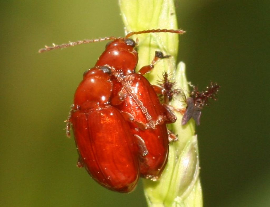 Asiorestia cfr. impressa (Chrysomelidae) in accoppiamento.