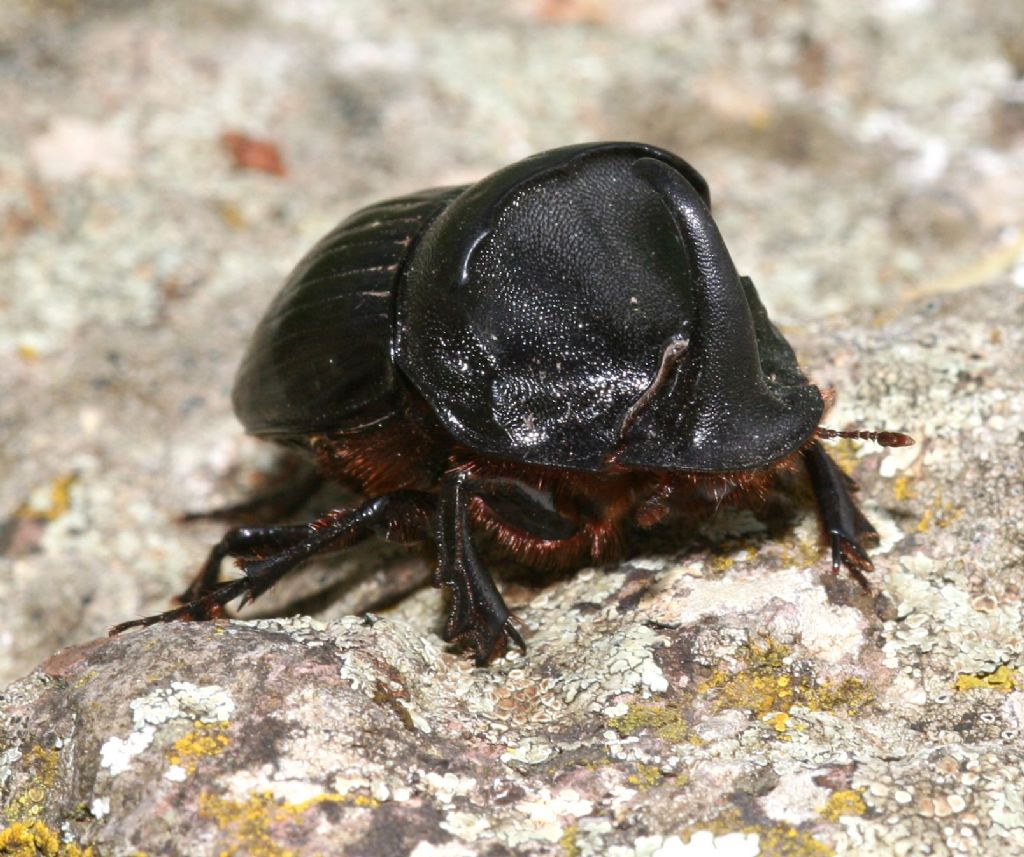 Maschio di Copris hispanus hispanus, Scarabaeidae
