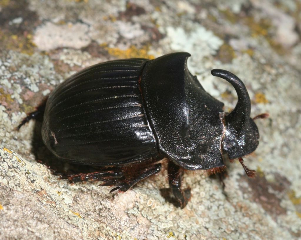 Maschio di Copris hispanus hispanus, Scarabaeidae