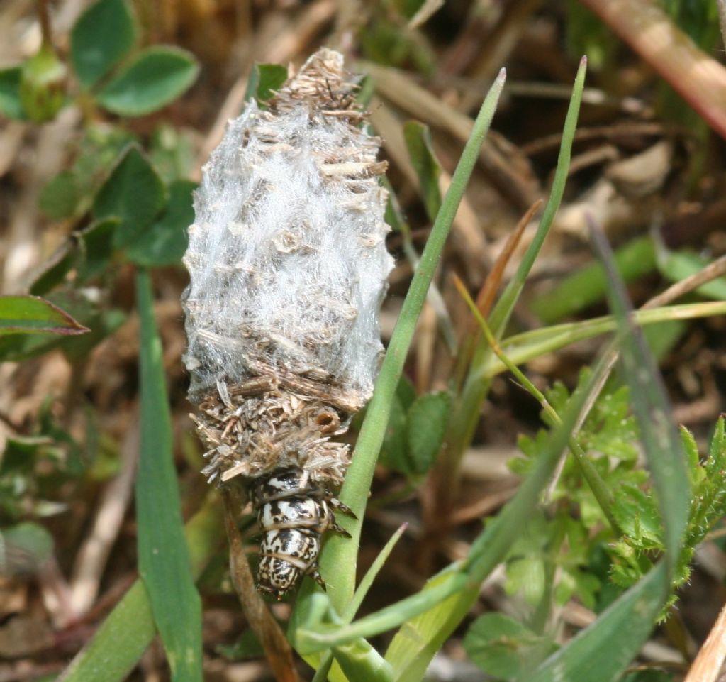 Phalacropterix sp., Psychidae