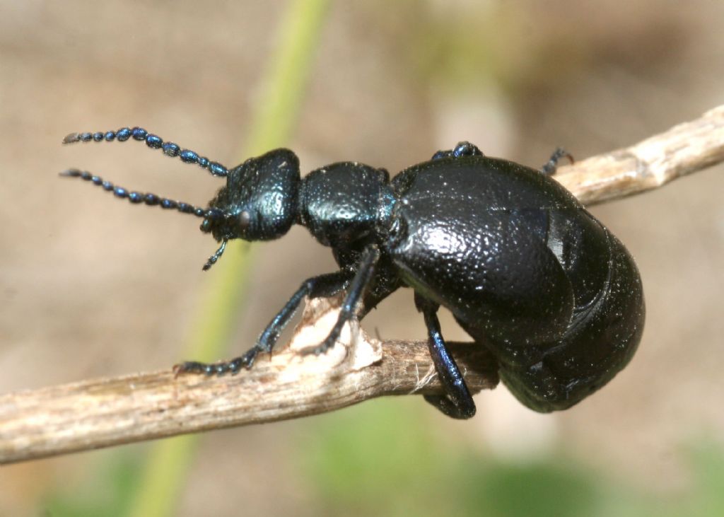 Meloe proscarabaeus, Meloidae