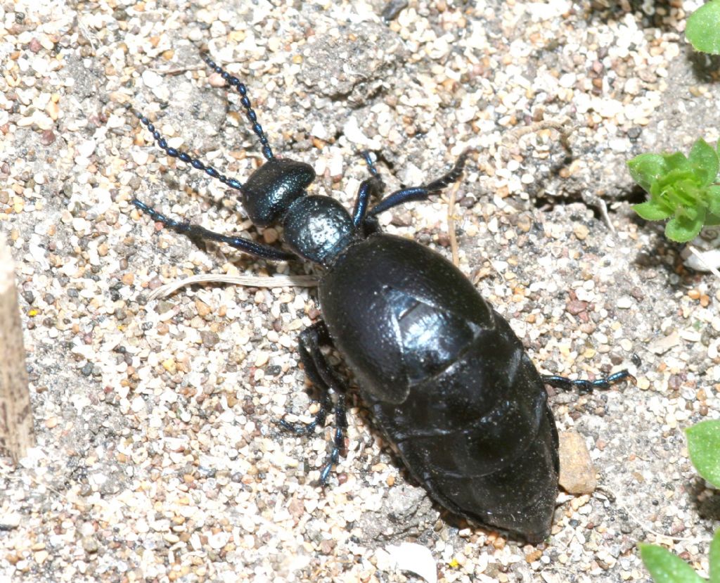 Meloe proscarabaeus, Meloidae