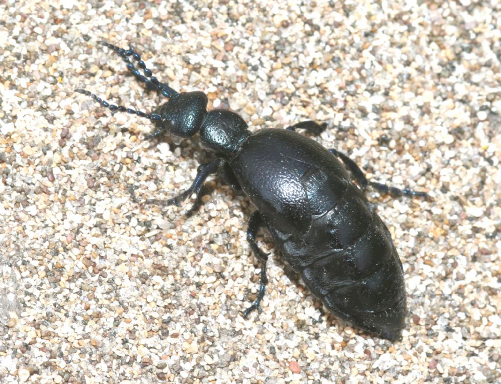 Meloe proscarabaeus, Meloidae