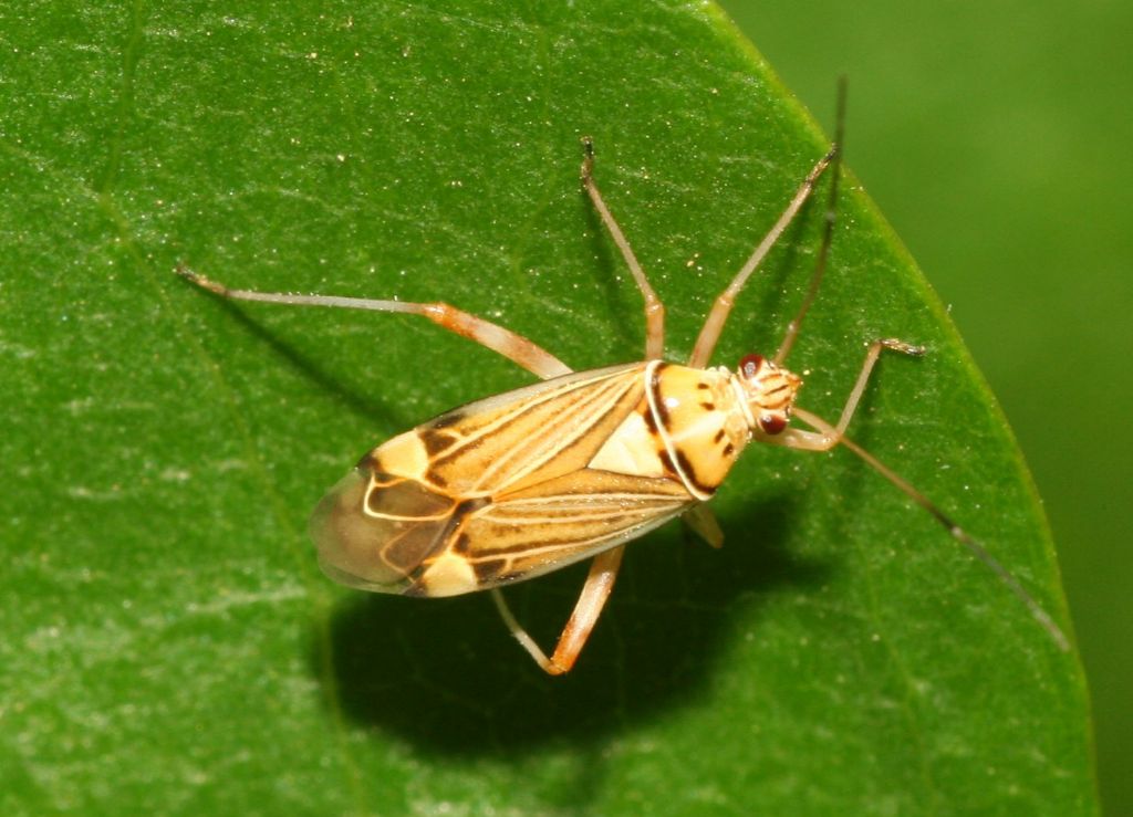 Miridae: Rhabdomiris striatellus della Sardegna