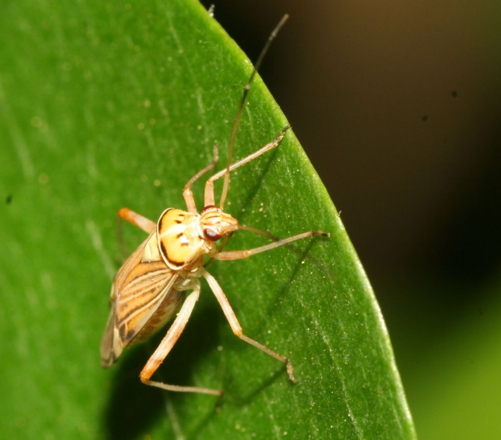 Miridae: Rhabdomiris striatellus della Sardegna