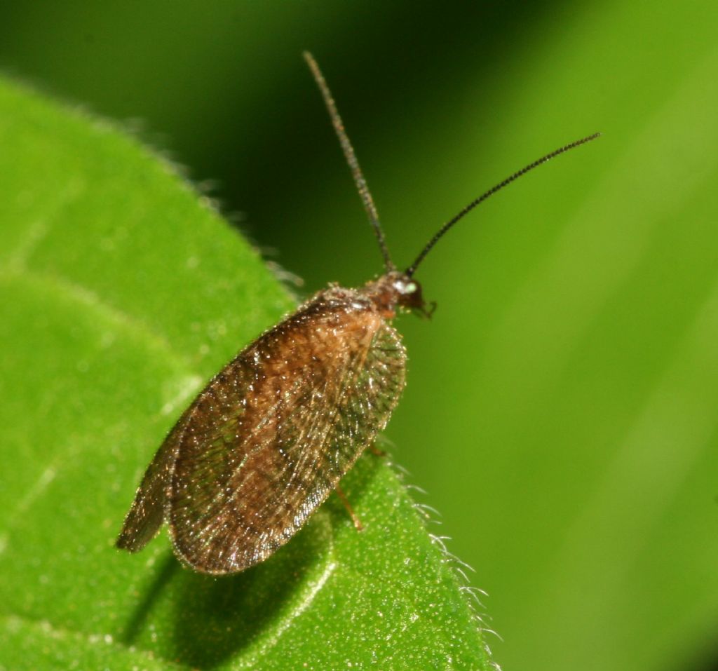 Megalomus sp.