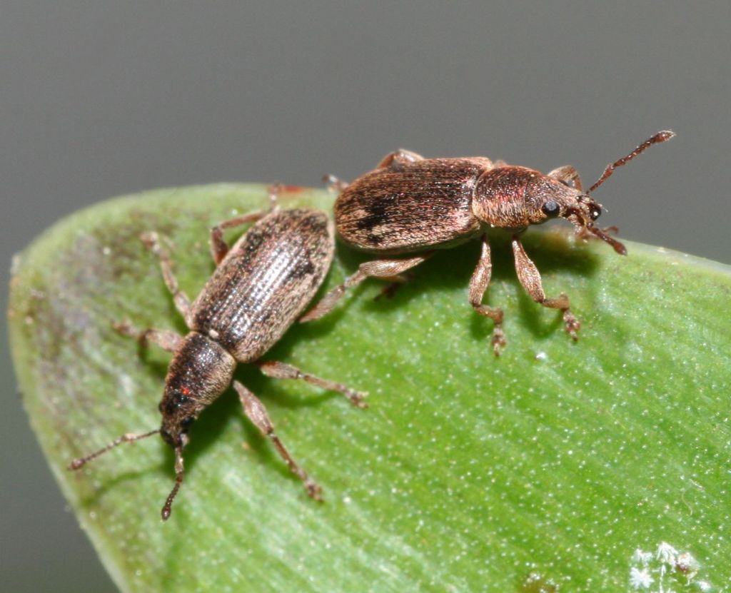 Polydrusus (Metallites) parallelus, Curculionidae.