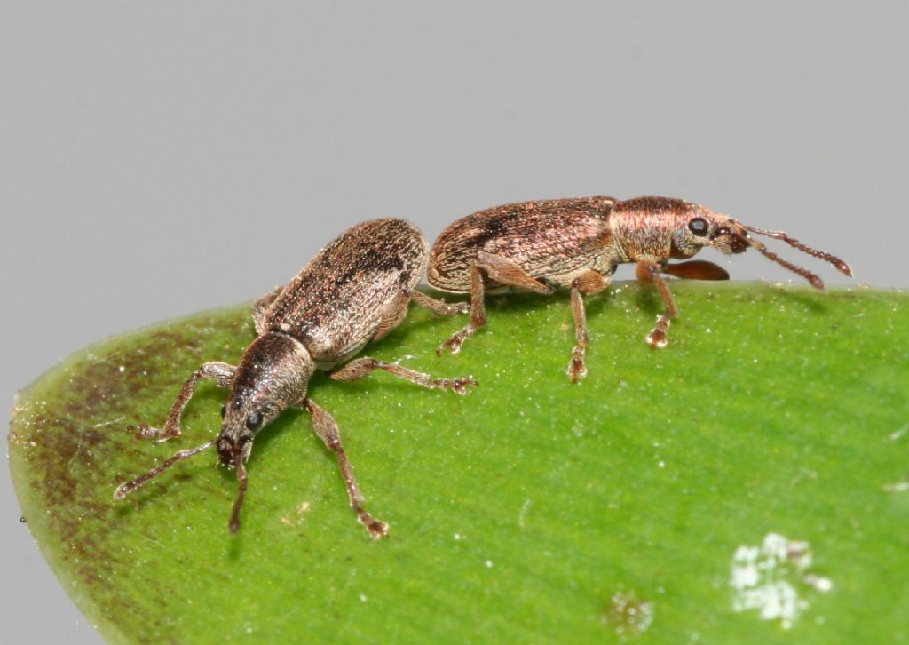 Polydrusus (Metallites) parallelus, Curculionidae.