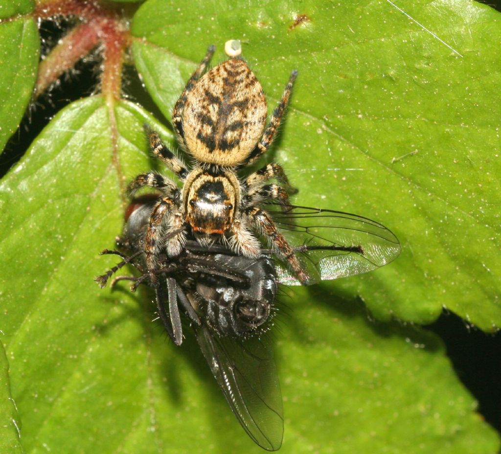 Carrhotus xanthogramma - Villanova Monteleone (SS)