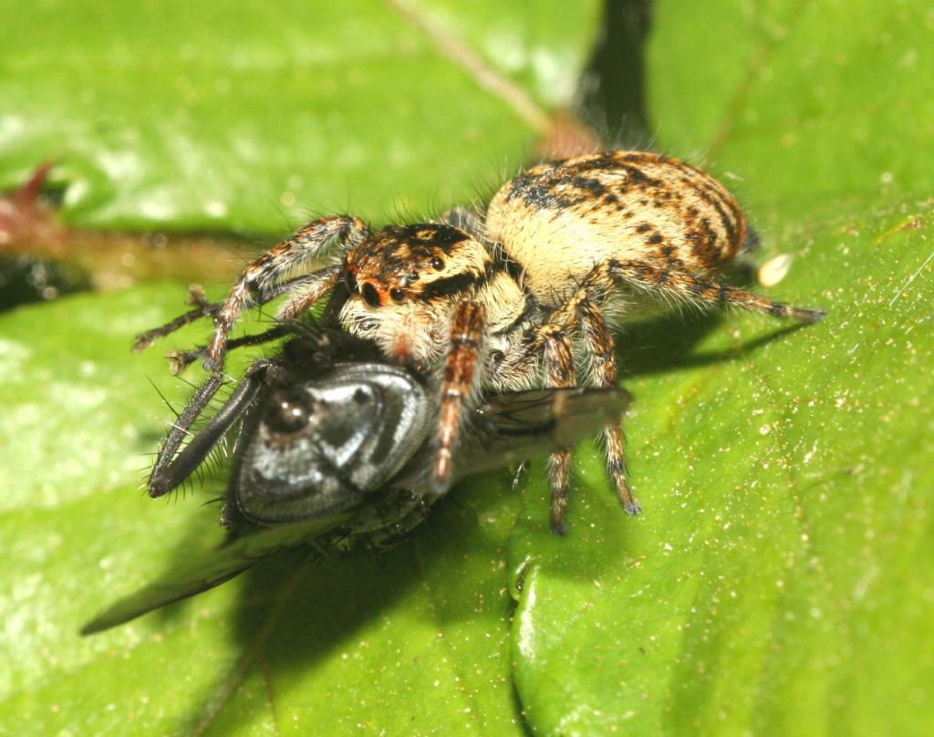 Carrhotus xanthogramma - Villanova Monteleone (SS)