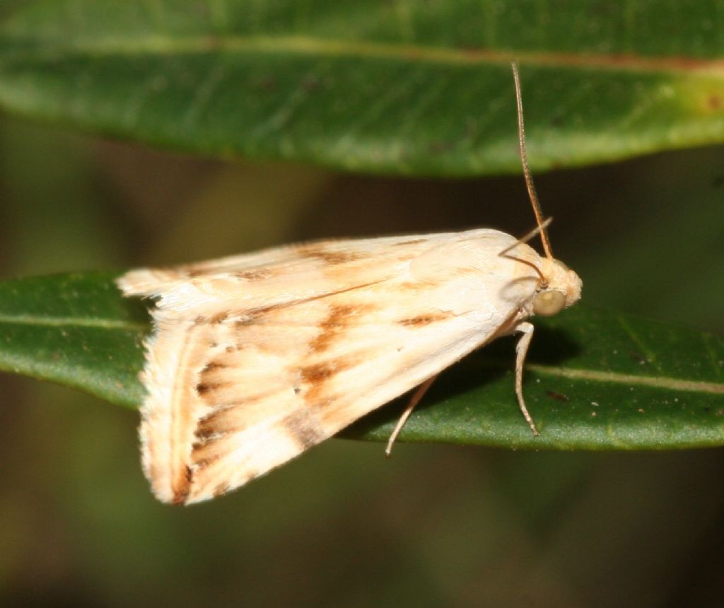 Da determinare - Eublemma ostrina