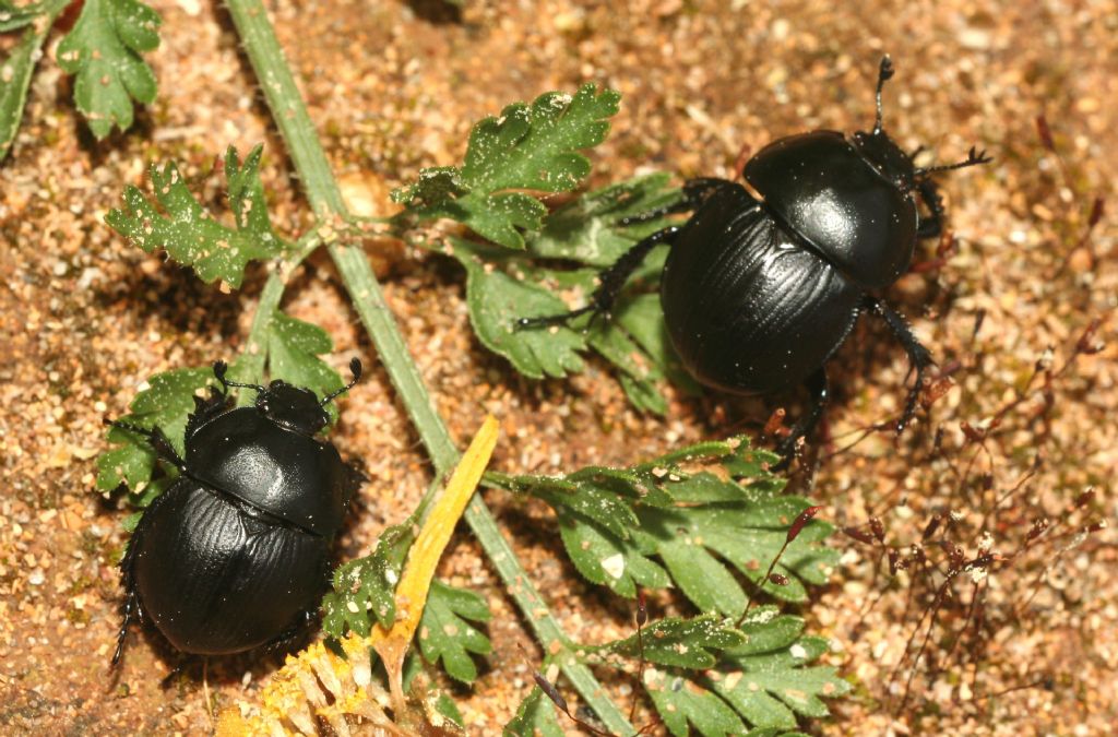 Jekelius sardous, Geotrupidae