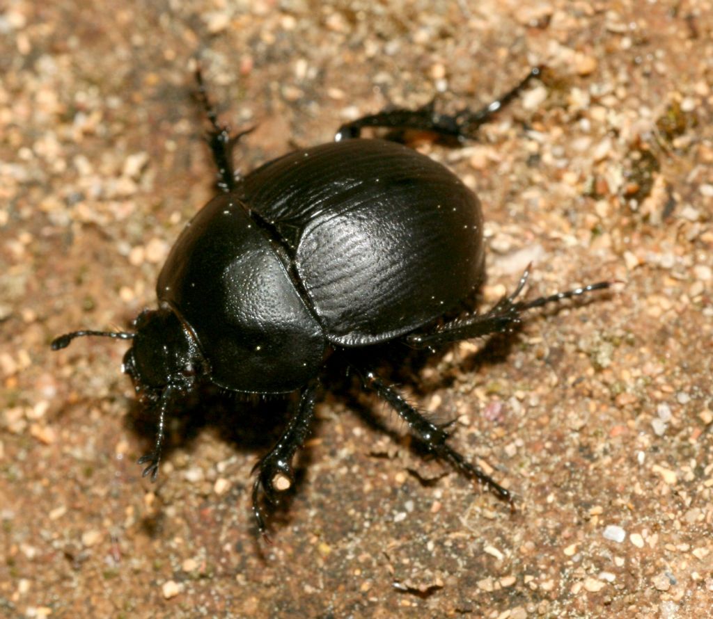 Jekelius sardous, Geotrupidae