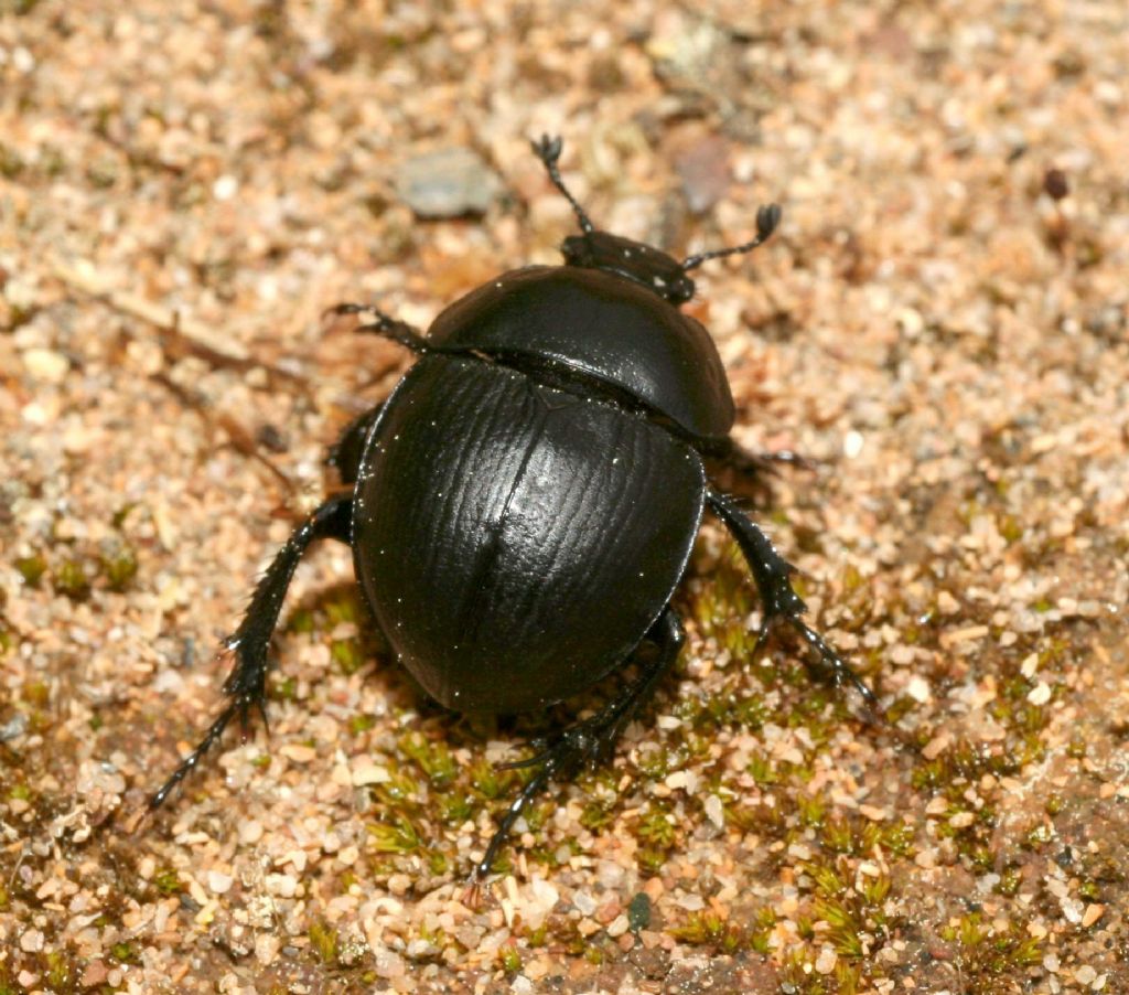 Jekelius sardous, Geotrupidae