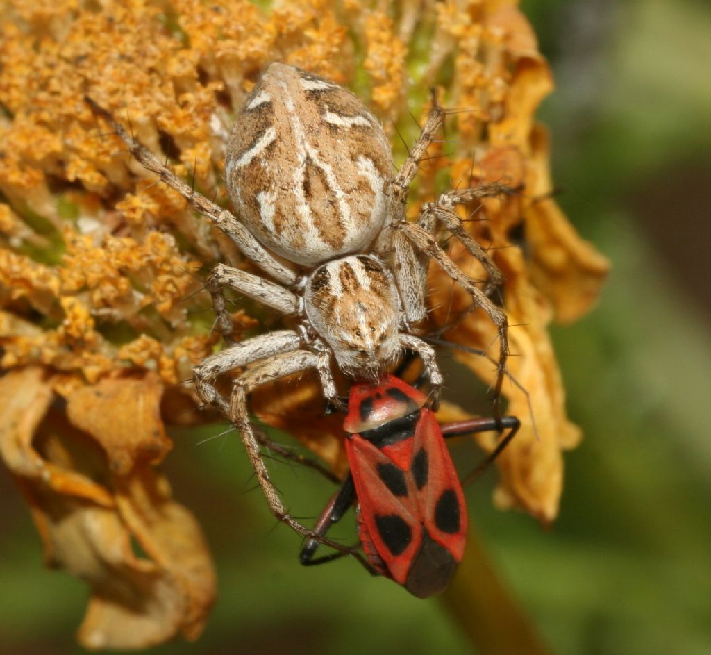 Oxyopes heterophthalmus - Porto Ferro (SS)
