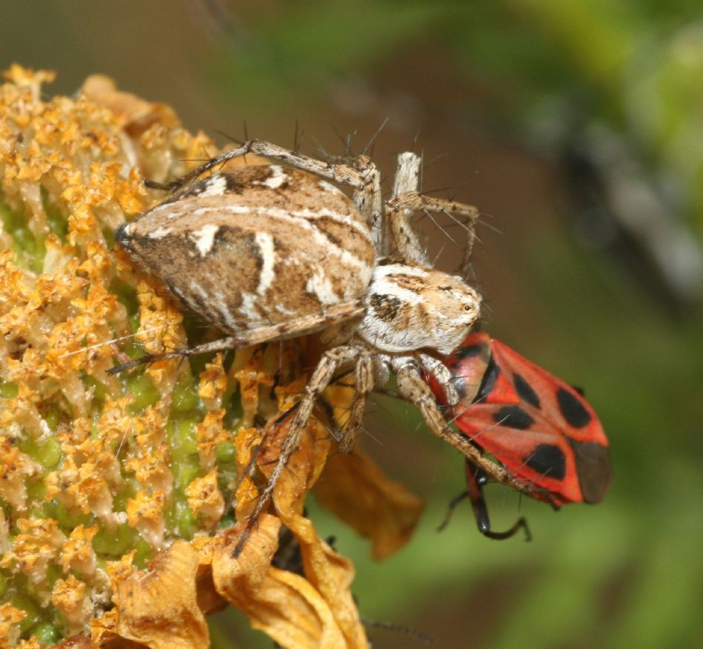 Oxyopes heterophthalmus - Porto Ferro (SS)