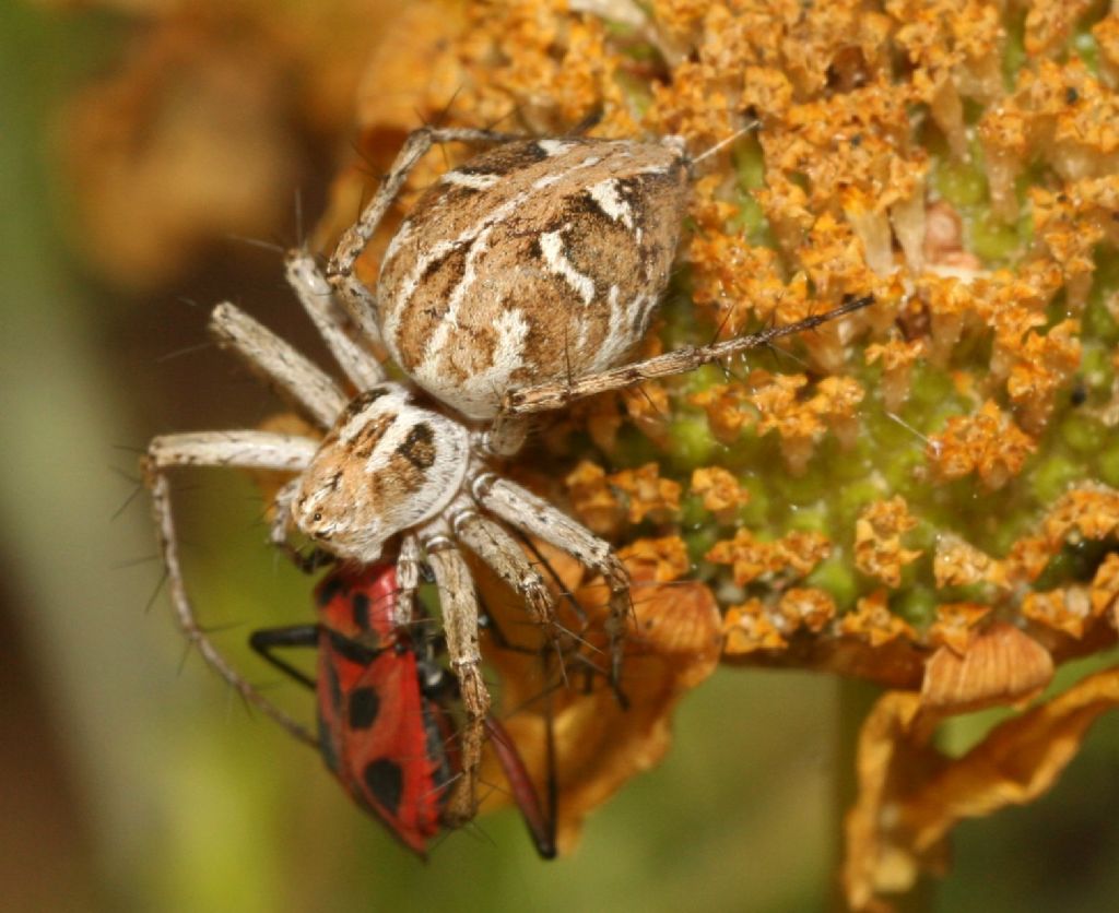 Oxyopes heterophthalmus - Porto Ferro (SS)