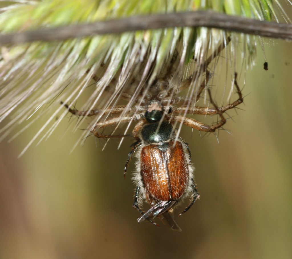 Oxyopes heterophthalmus - Porto Ferro (SS)