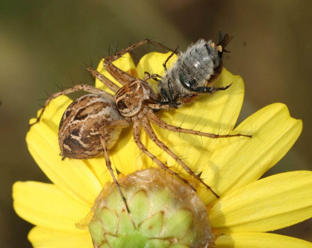 Oxyopes heterophthalmus - Porto Ferro (SS)