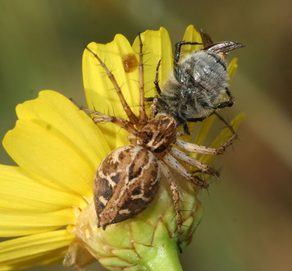Oxyopes heterophthalmus - Porto Ferro (SS)