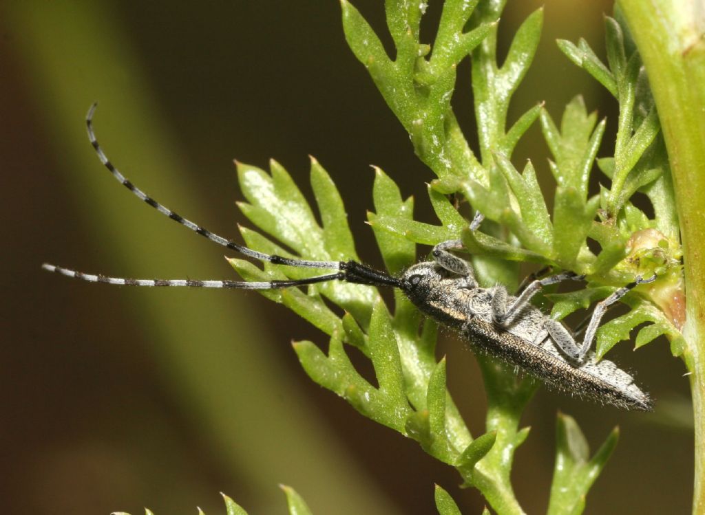 Agapanthia suturalis?