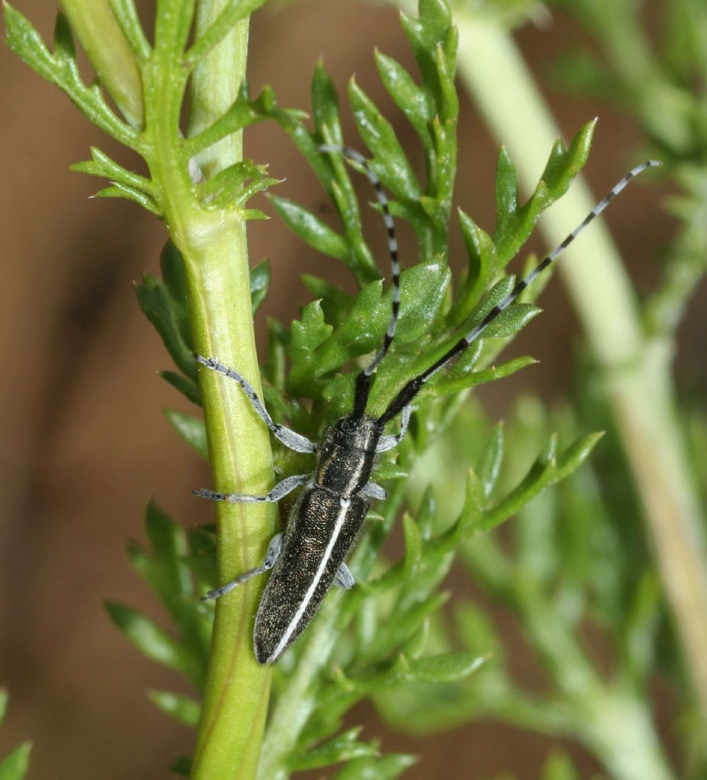 Agapanthia suturalis?
