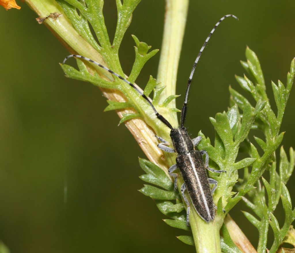 Agapanthia suturalis?