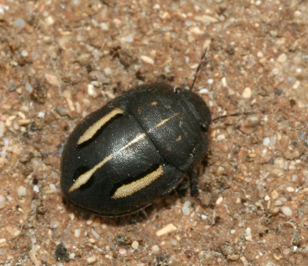 Odontoscelis cf. fuliginosa (Scutelleridae)- Porto Ferro(SS)