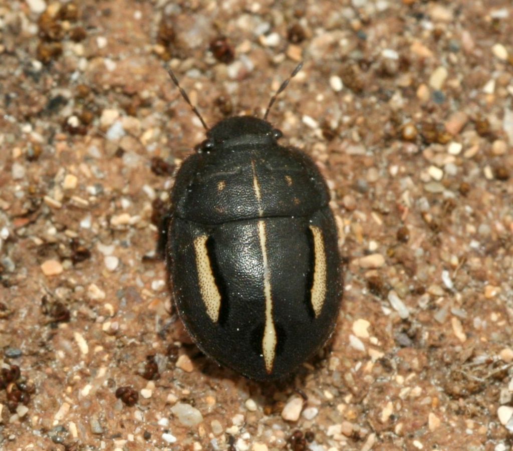 Odontoscelis cf. fuliginosa (Scutelleridae)- Porto Ferro(SS)