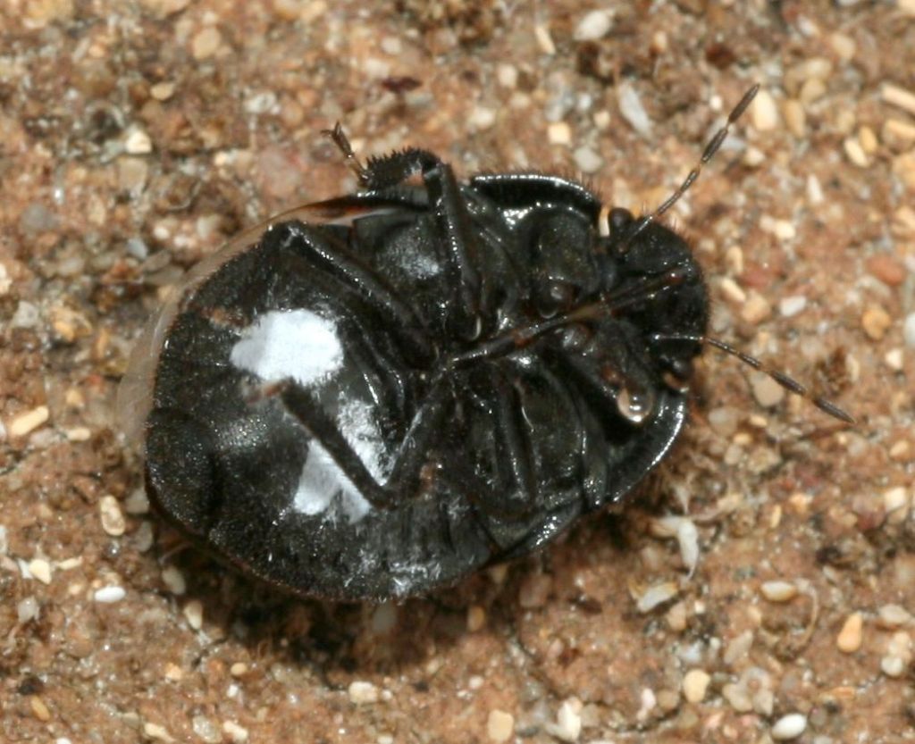 Odontoscelis cf. fuliginosa (Scutelleridae)- Porto Ferro(SS)