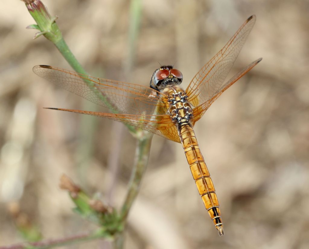 Trithemis annulata, maschio immaturo