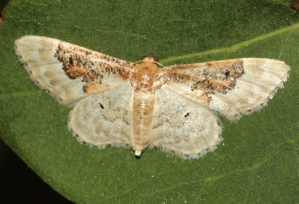 Geometridae: Idaea rusticata? Sì