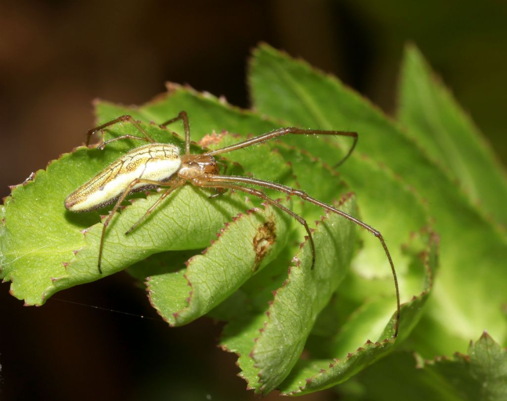 Tetragnatha sp.