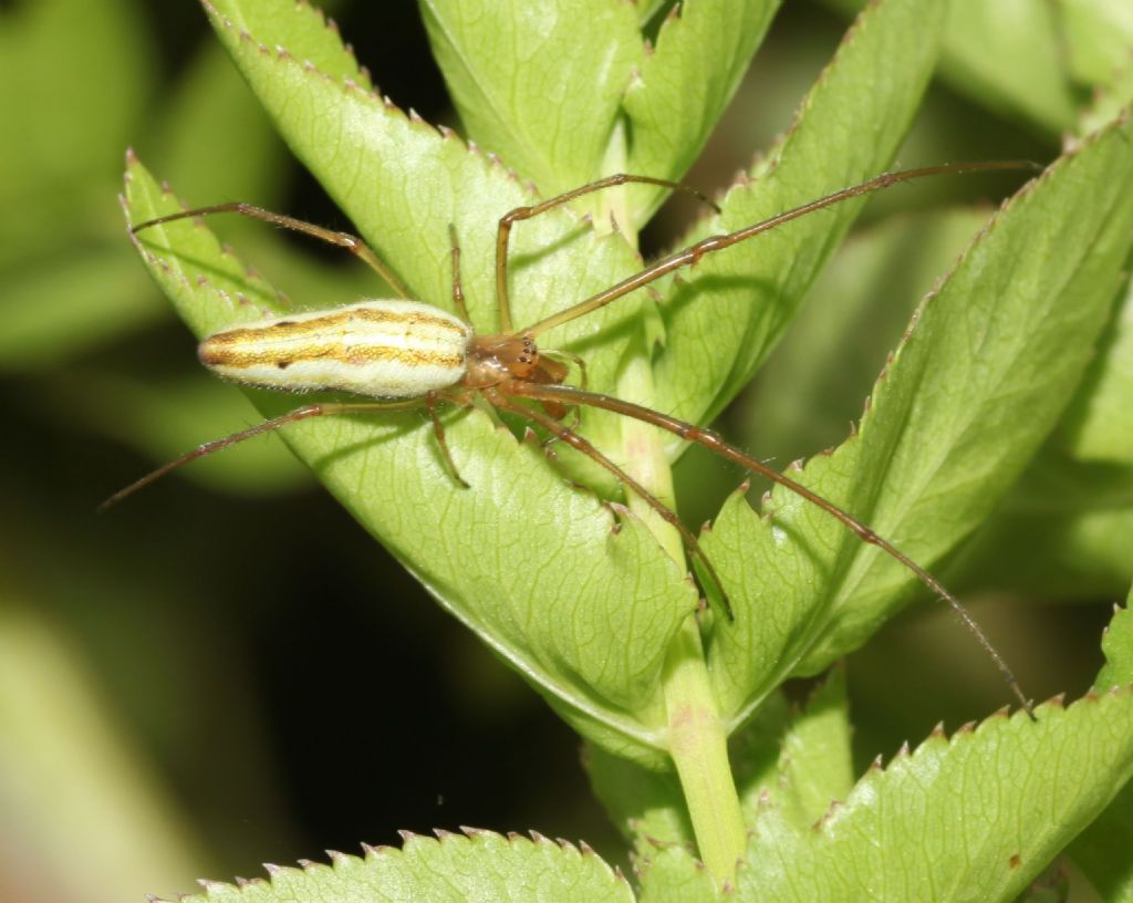 Tetragnatha sp.
