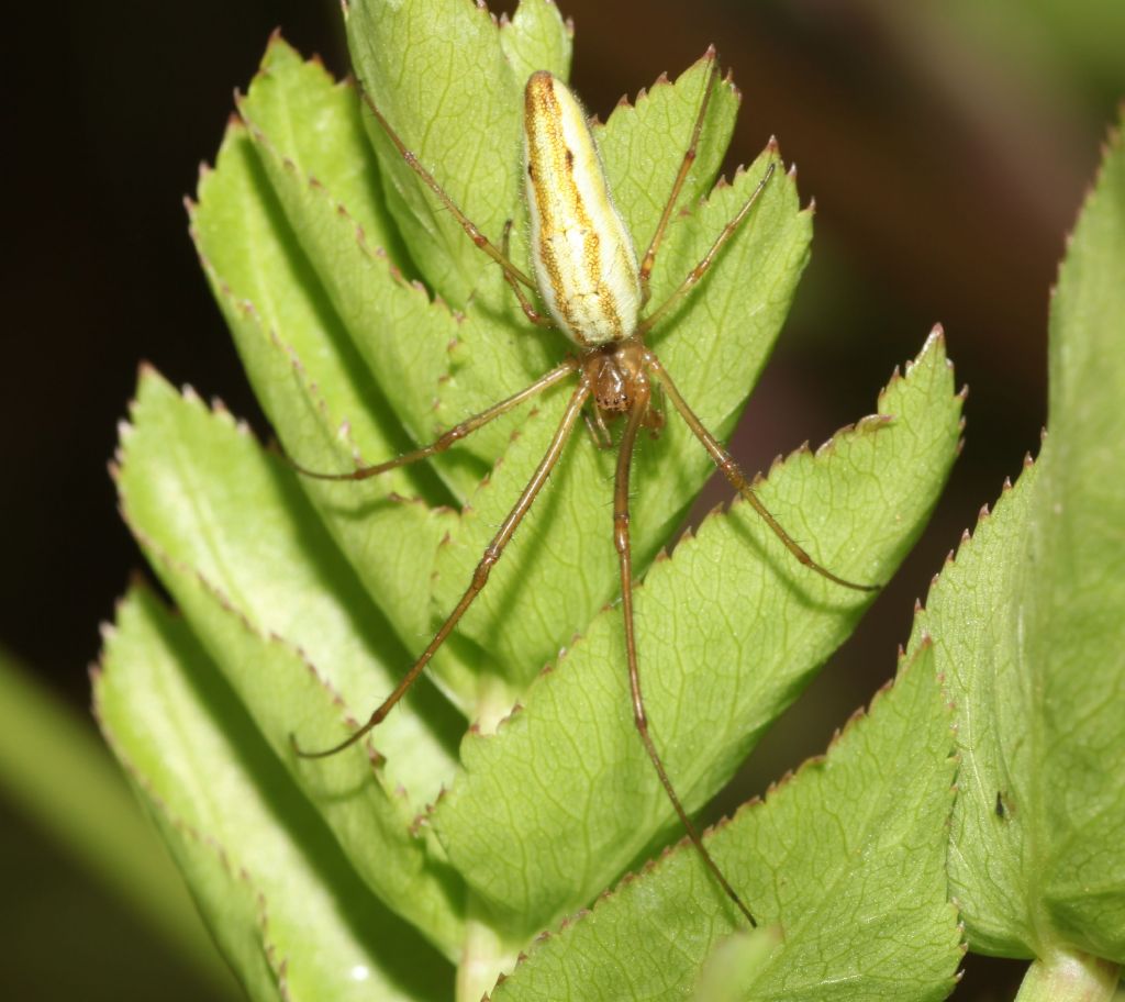 Tetragnatha sp.