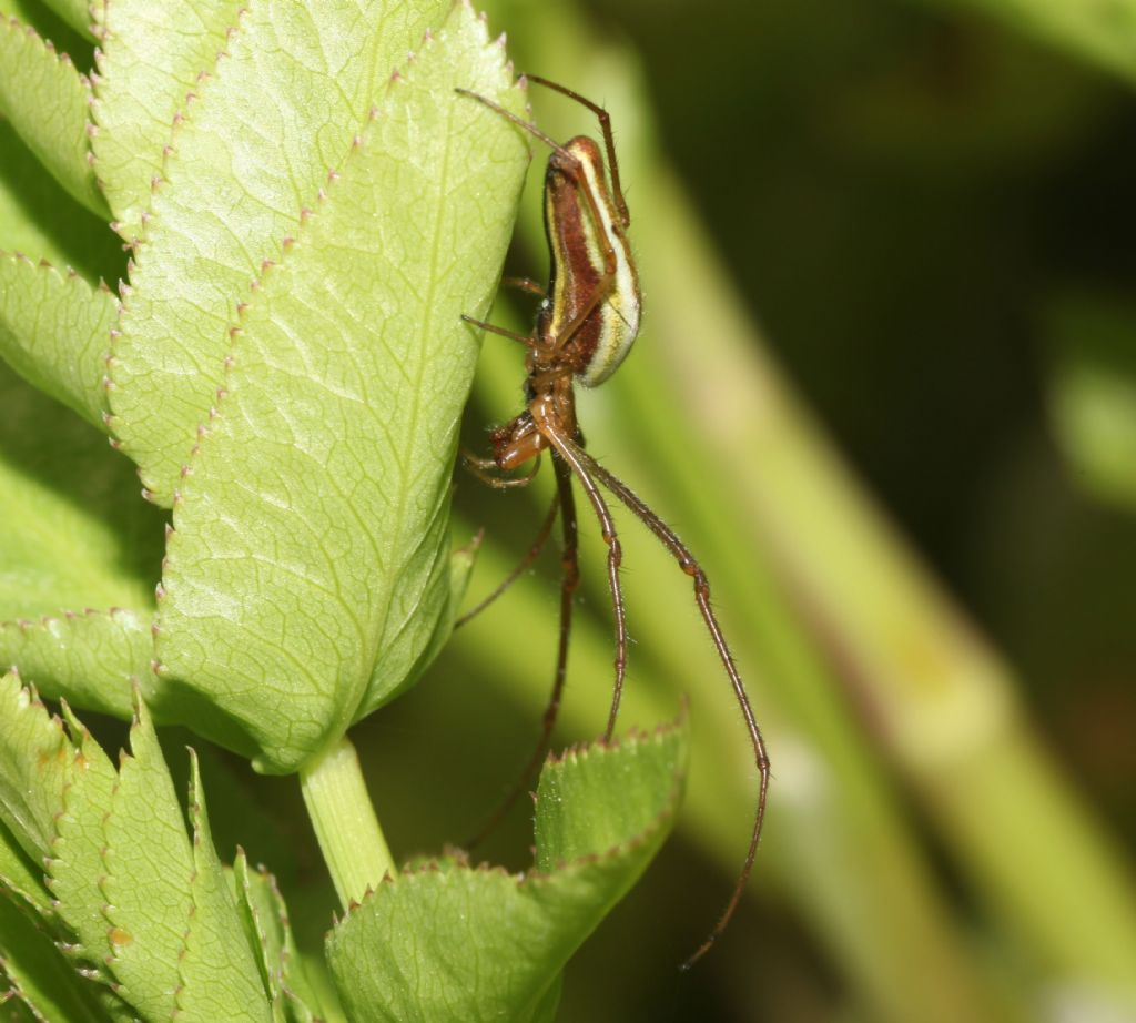 Tetragnatha sp.