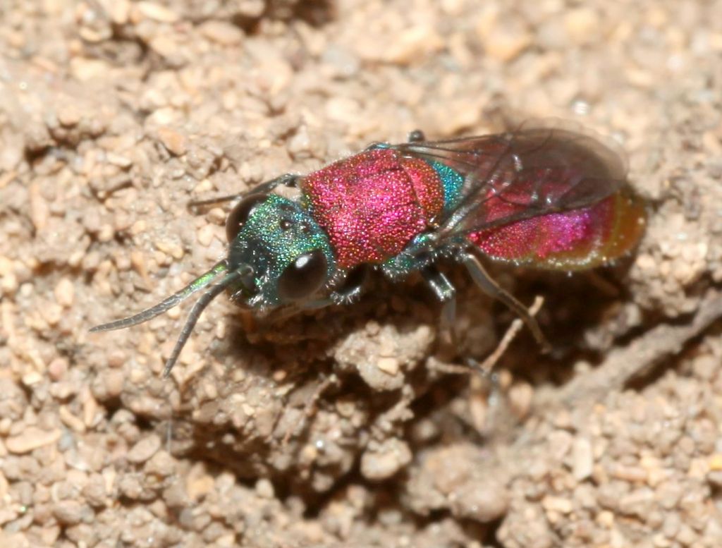 Chrysididae: Chrysura cfr. dichroa