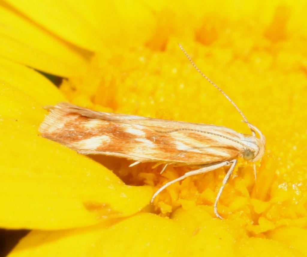 Mini lepidottero - Mirificarma eburnella