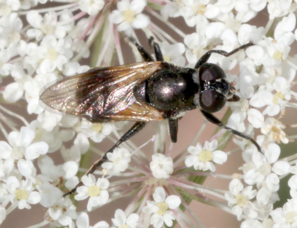 Syrphidae.