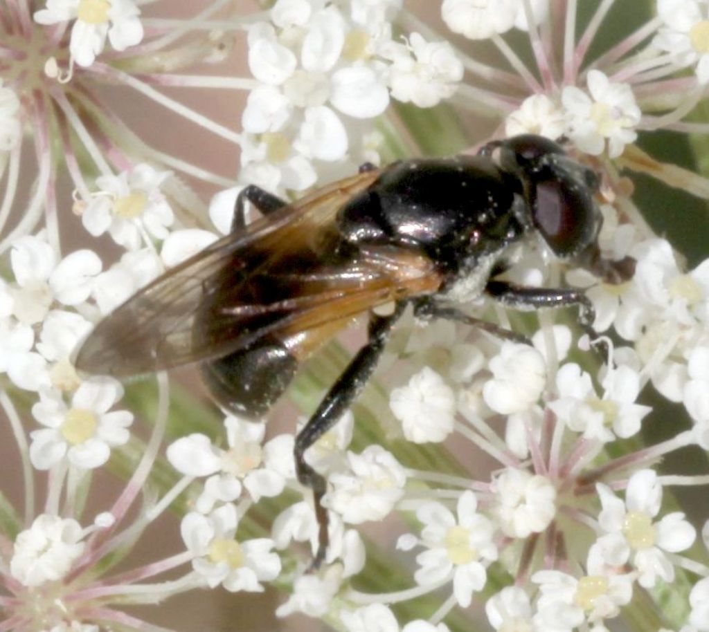Syrphidae.