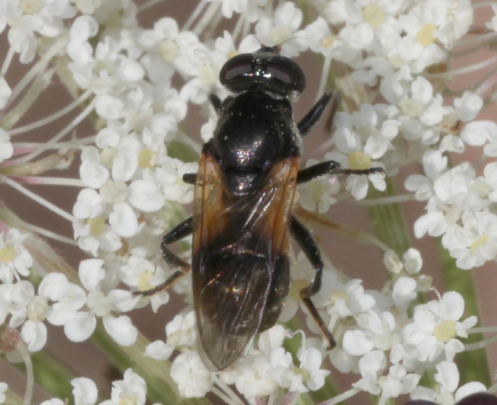 Syrphidae.