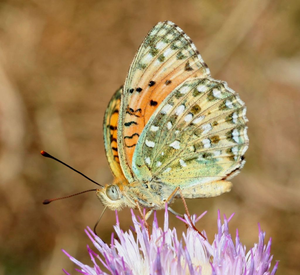 Argynnis (Fabriciana) elisa