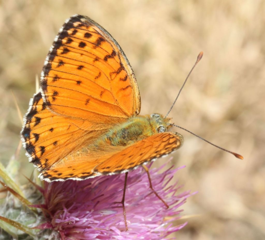 Argynnis (Fabriciana) elisa