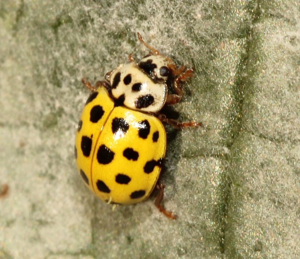 Coccinellidae:   Psyllobora vigintiduopunctata